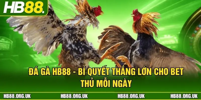 đá gà HB88