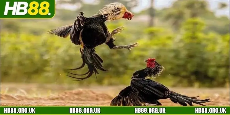 Điểm mạnh khi theo dõi đá gà trực tuyến tại HB88